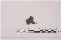 藏品(異萼蘚屬)的圖片